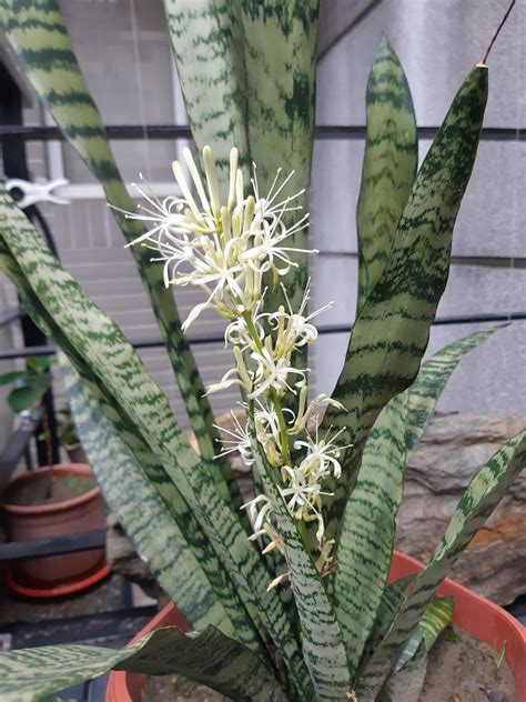 虎尾蘭會開花嗎|虎尾蘭開花好嗎？揭開這神秘植物的秘密 – 植物盆栽綠寶典